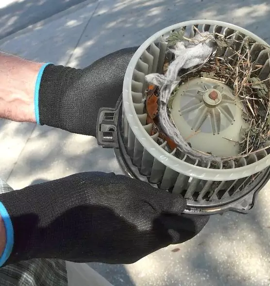 About Air Duct Mice Removal in Burien, WA